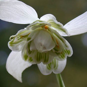 Snowdrops Double