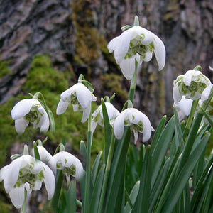 Snowdrops Double