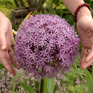 Allium 'Globemaster'