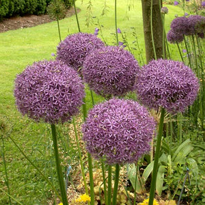 Allium 'Globemaster'