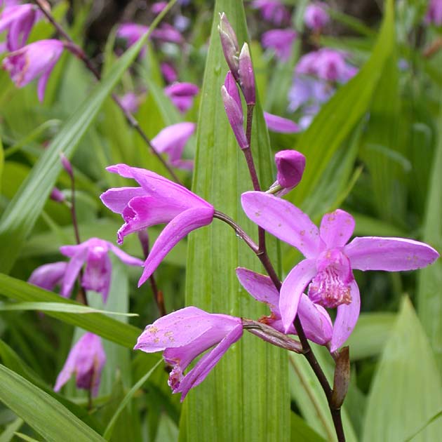 Bletilla striata - Botanus