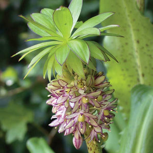 Eucomis Bicolor 