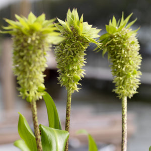 Eucomis Bicolor