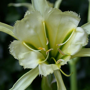 Ismene 'Sulphur Queen'