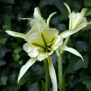 Ismene 'Sulphur Queen'