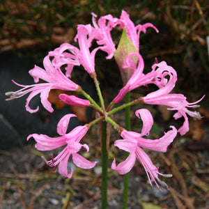 Nerine bowdenii