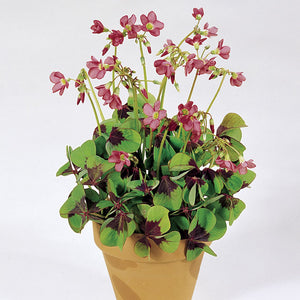 Oxalis deppei