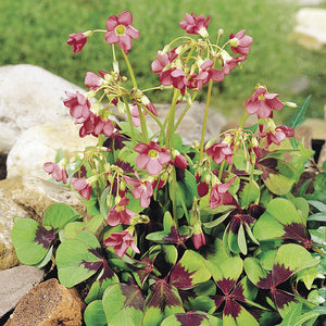 Oxalis deppei