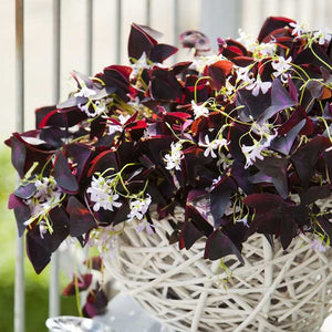 Oxalis triangularis