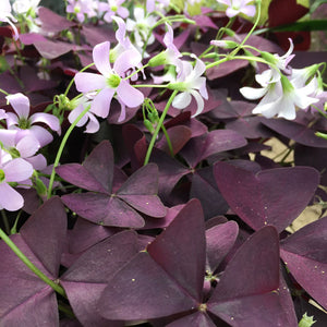 Oxalis triangularis