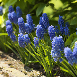 Muscari armeniacum 'Blue'