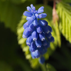 Muscari armeniacum 'Blue'