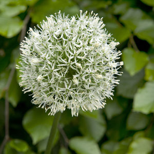 Allium 'Mount Everest'