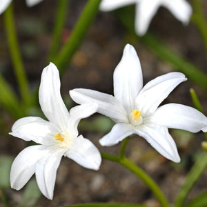 Chionodoxa forbesii alba