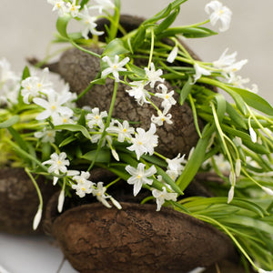 Chionodoxa forbesii alba