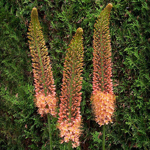 Eremurus 'Cleopatra'