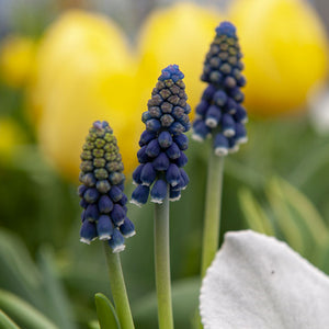 Muscari neglectum