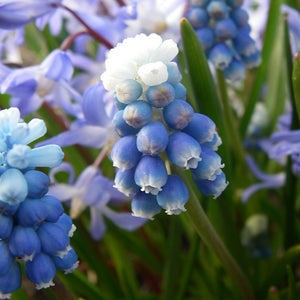 Muscari aucheri 'Mount Hood'