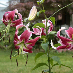 Black Beauty Novelty Lily