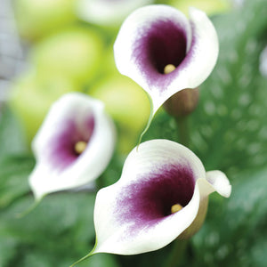 Calla 'Picasso'