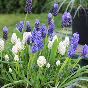Blue Suede Shoes Muscari Mix