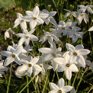 Ipheion uniflorum 'White Star'