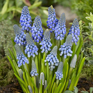 Muscari 'Big Smile'