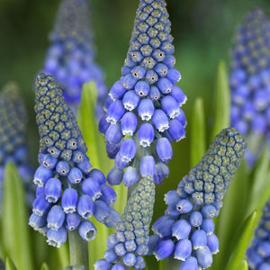 Muscari 'Big Smile'