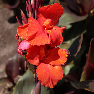 Canna Novelty 'Australis'