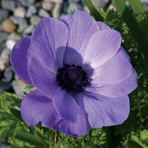 Revered in the paintings of many Dutch Masters, these rich sapphire blue flowers with their black centres will fill your garden with old world charm.