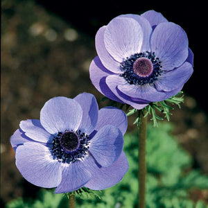 Anemone De Caen 'Blue Poppy' do wonderfully grouped along borders where you need a splash of colour.