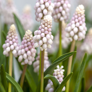 Muscari 'Pink Sunrise'