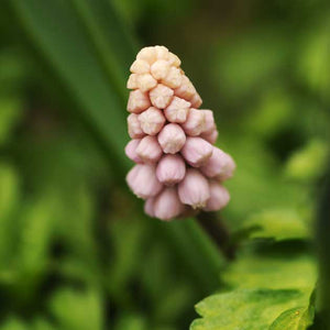 Muscari 'Pink Sunrise'