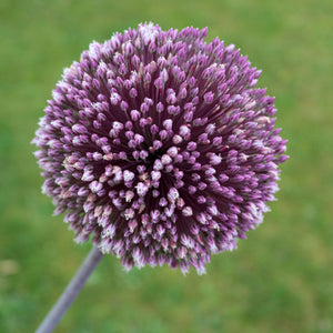 Allium 'Summer Drummer'