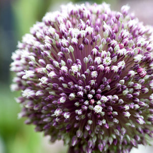 Allium 'Summer Drummer'