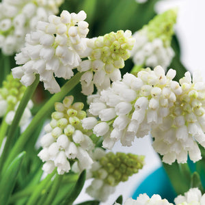 Muscari 'White Magic'