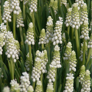 Muscari 'White Magic' 