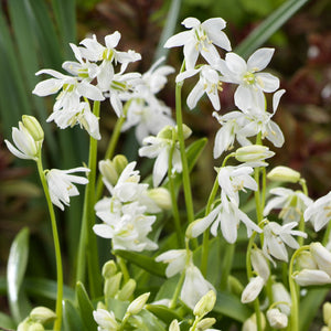 Scilla siberica alba