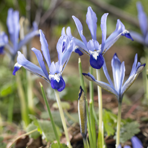 Iris reticulata 'Clairette'