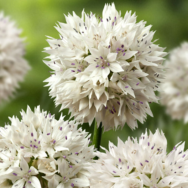 Allium 'Graceful Beauty' - Botanus