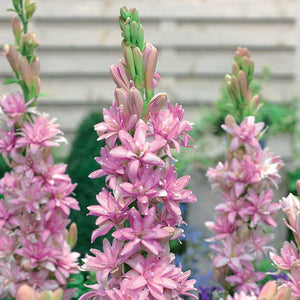 Polianthes tuberose 'Pink Sapphire'