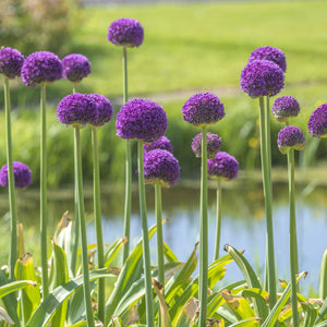 Allium 'Ambassador'