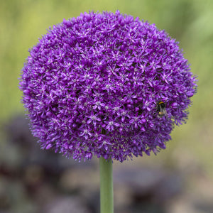 Allium 'Ambassador'