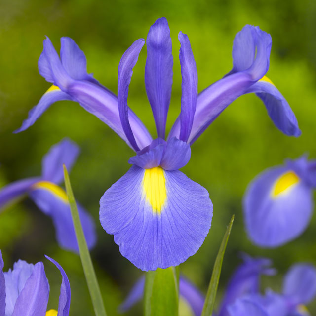 Iris 'Sapphire Beauty' - Botanus