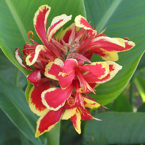 Canna Dwarf 'Lucifer'