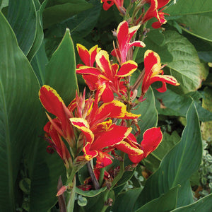 Canna Dwarf 'Lucifer'
