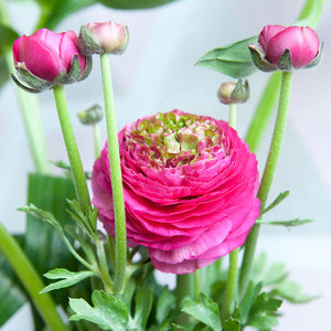 Ranunculus 'Reinette Red'