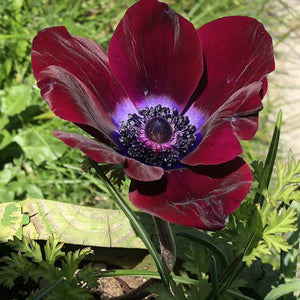 Anemone 'Bordeaux'