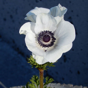 Anemone 'Carmel White'