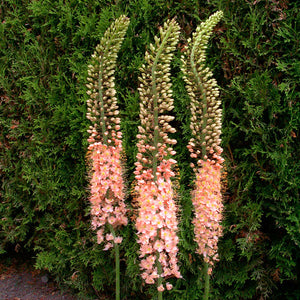 Eremurus Pink